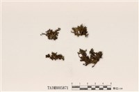 藏品(島衣屬)的圖片